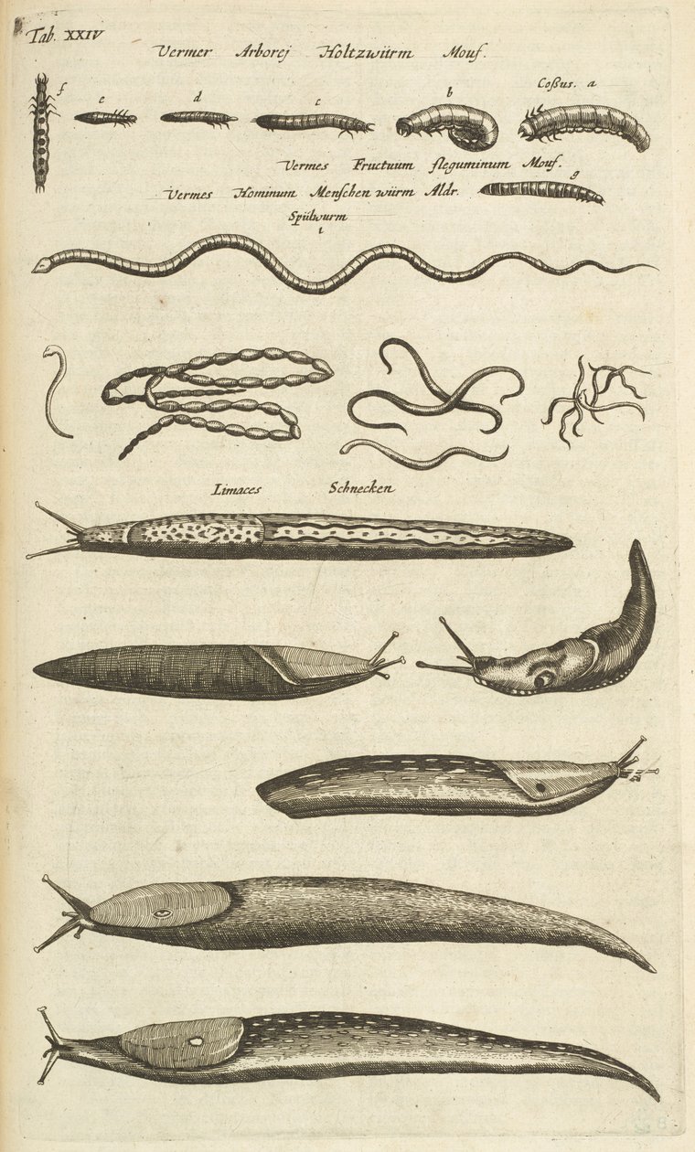 Zakładka XXIV, Ślimaki i robaki, Ilustracja z „Naturalnej historii czworonogów” autorstwa Mattaus the Younger Merian