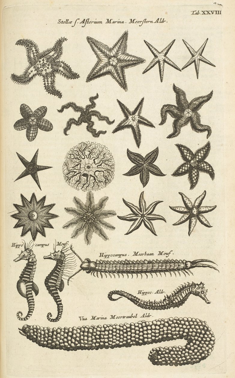 Zakładka XXVIII, Rozgwiazdy i koniki morskie, ilustracja z autorstwa Mattaus the Younger Merian