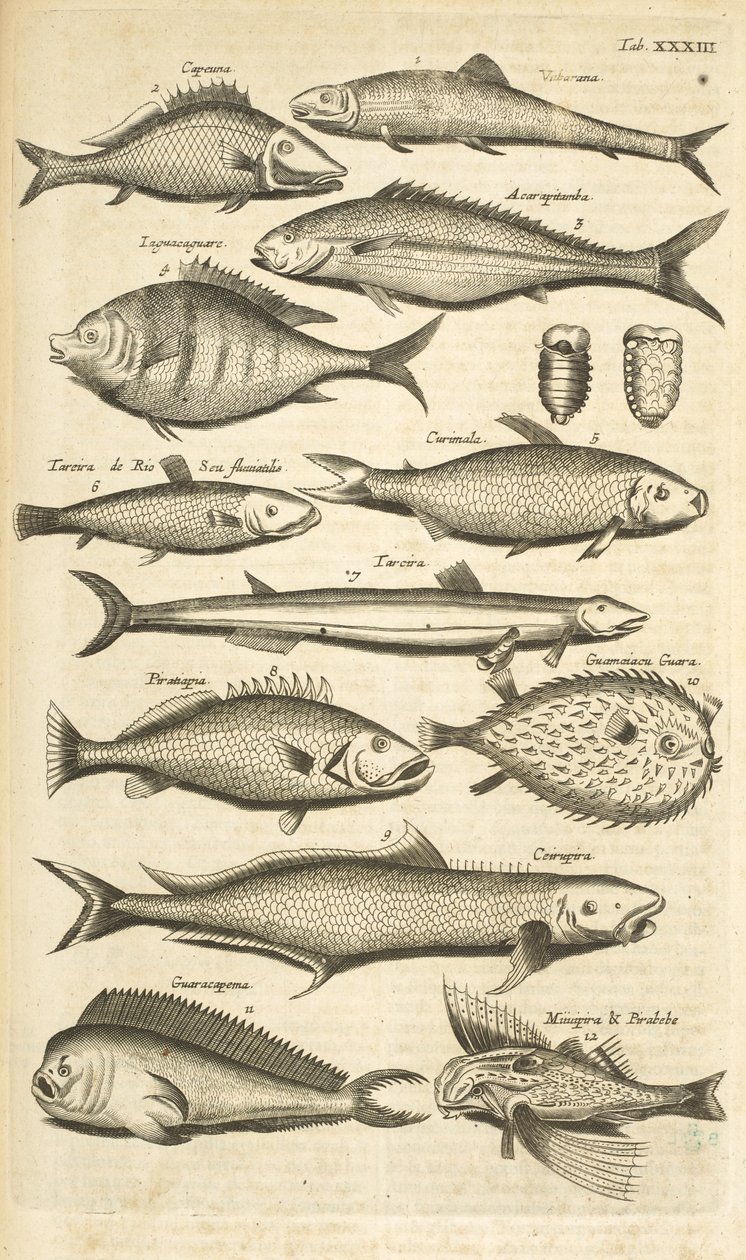 Patka. 33, Kolczatka, ilustracja z „Historii naturalnej czworonogów” autorstwa Mattaus the Younger Merian