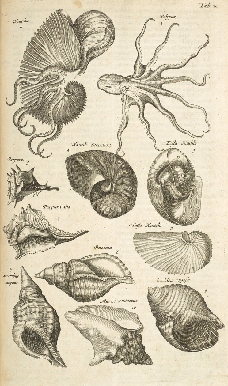 Tab X, muszle Octopus i Nautilus, ilustracja z 