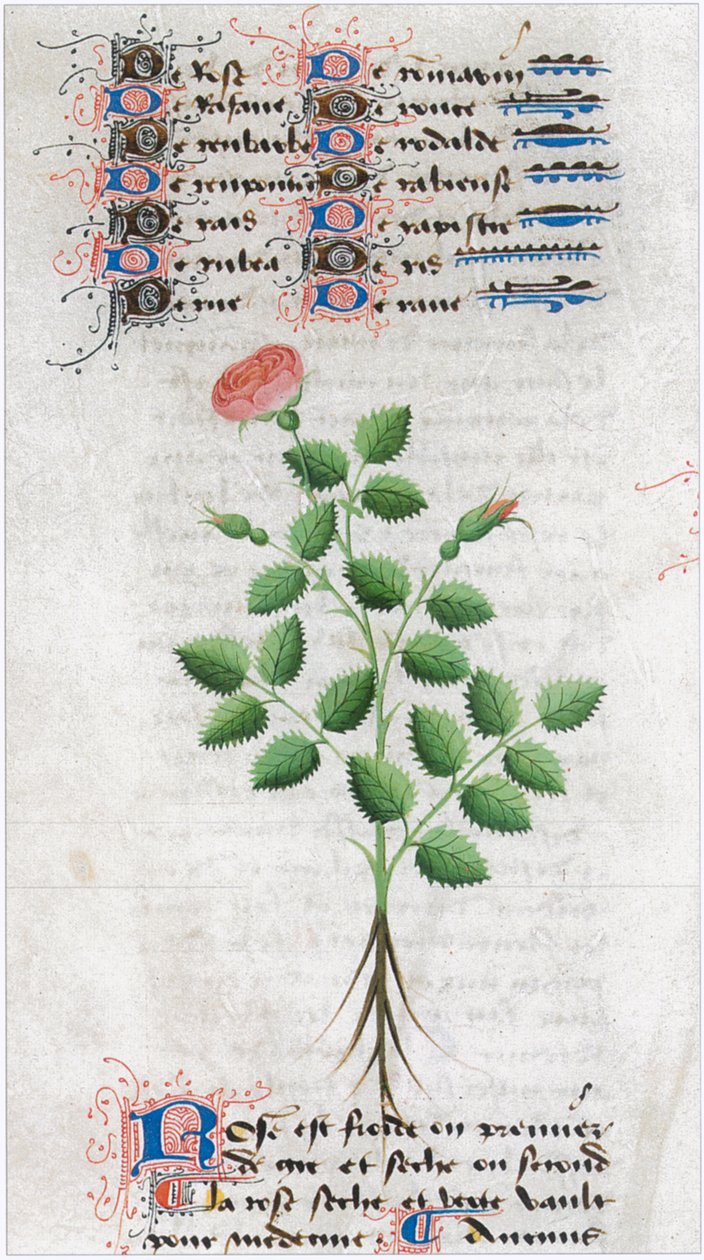  autorstwa Matthaeus Platearius