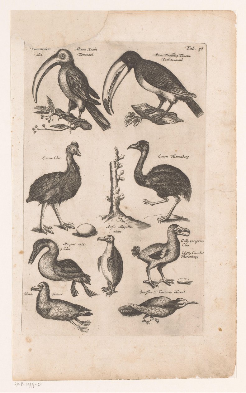Toekans en andere vogels Historia naturalna ptaków, księga 6 J. Jonston (tytuł serii) autorstwa Matthaus Merian