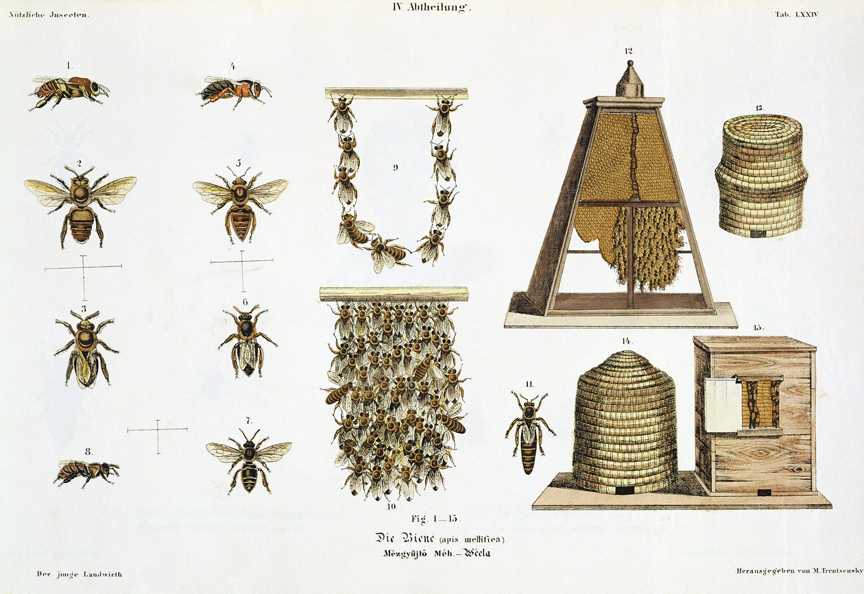 Pszczoły i pszczelarstwo, z „Młodego Landsmana”, wyd. Wiedeń, 1845 (litografia ręcznie kolorowana) autorstwa Matthias Trentsensky