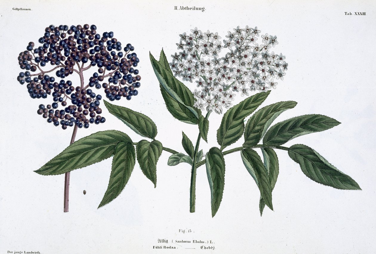 Starszy, ryc. 13 z „Młodego Landsmana”, wyd. Wiedeń, 1845 (litografia ręcznie kolorowana) autorstwa Matthias Trentsensky