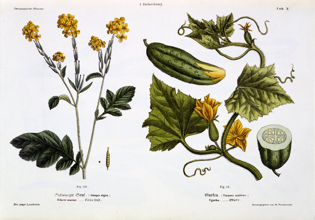 Sinapis nigra (ryc. 13), Cucumis Sativus (ryc. 14), z „Der Junge Landwirth”, wydana w 1845 r. (płyta lito kolorowana ręcznie) autorstwa Matthias Trentsensky