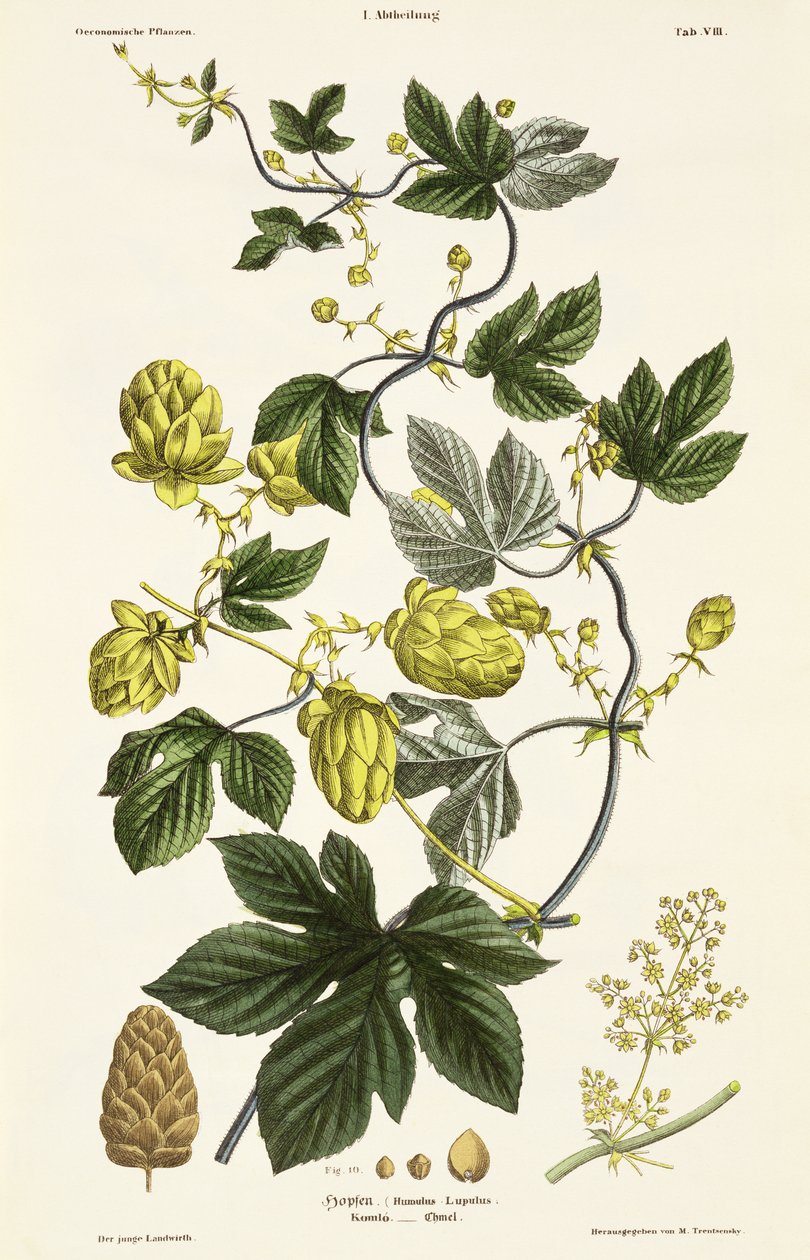 Hop Vine, z „Młodego Landsmana”, wyd. Wiedeń, 1845 (litografia ręcznie kolorowana) autorstwa Matthias Trentsensky