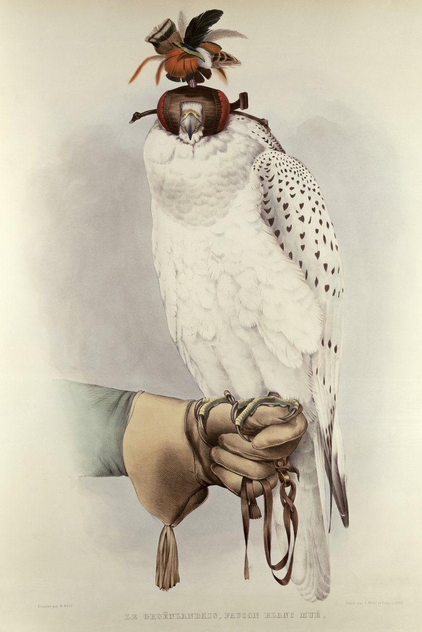 Grenlandczyk, Faucon Blanc Mue, z Traite de Fauconnerie autorstwa H. Schlegla i AH Verster de Wulverhorst, 1844-53 autorstwa Mattias Wolf