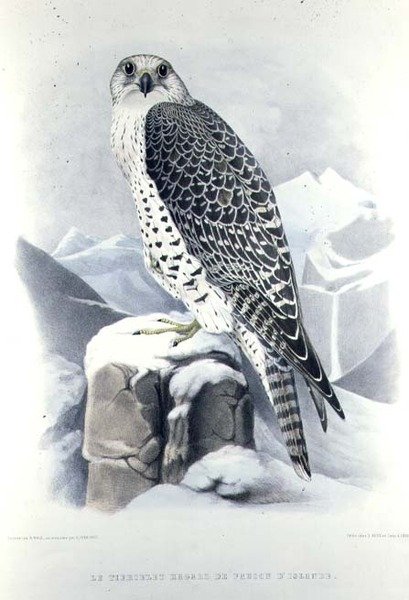 Islandzki Sokół, z „Traite de Fauconnerie” H. Schlegla & A.H. Verster de Wulverhorst autorstwa Mattias Wolf