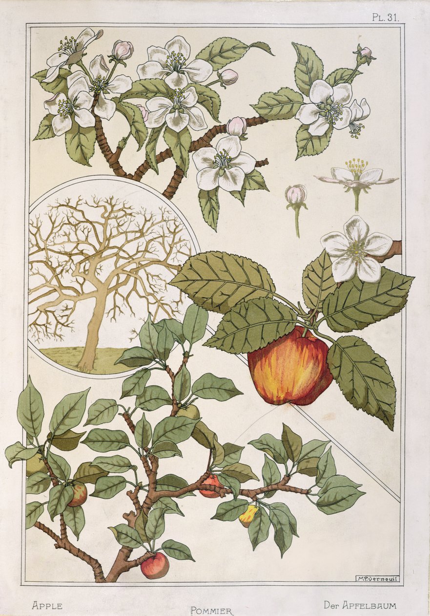 Jabłoń, owoce i kwiaty, z Encyclopédie Botanique, ok. 1900 (kolor lito) autorstwa Maurice Pillard Verneuil