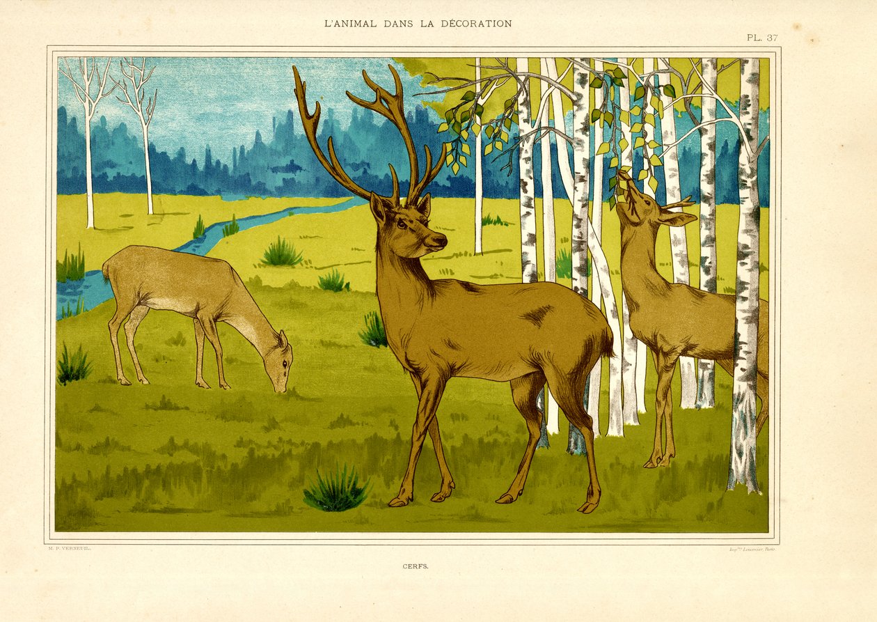 Jeleń w brzozowym lesie (litografia) autorstwa Maurice Pillard Verneuil