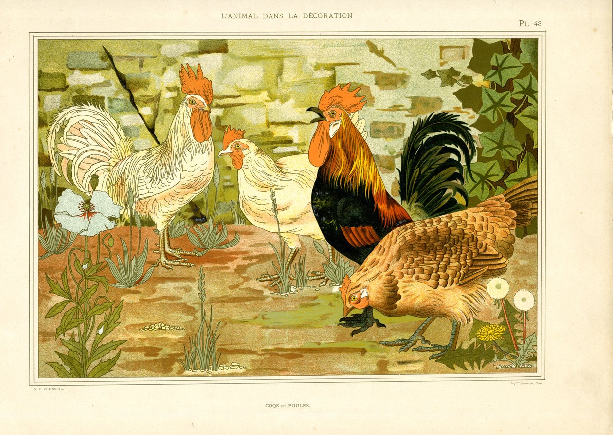 Naturalistyczne przedstawienie kur i kogutów (litografia) autorstwa Maurice Pillard Verneuil