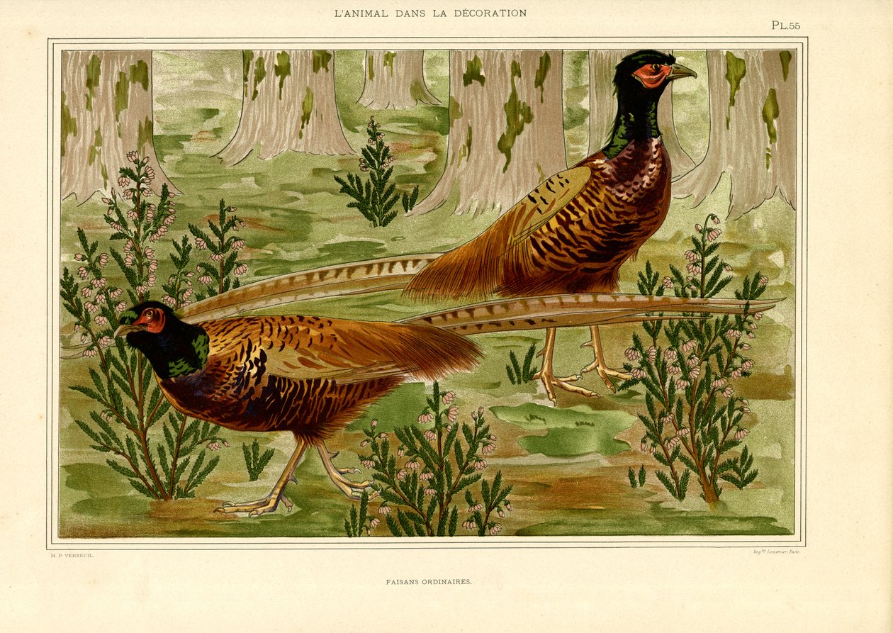 Naturalistyczna para bażantów w lesie (litografia) autorstwa Maurice Pillard Verneuil