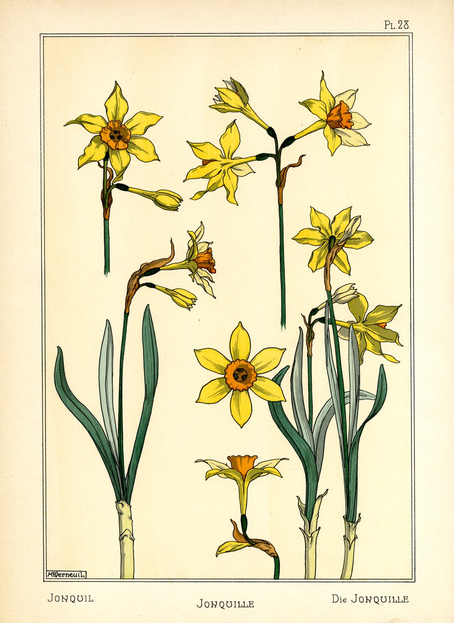 Jonquil (kolor lito) autorstwa Maurice Pillard Verneuil