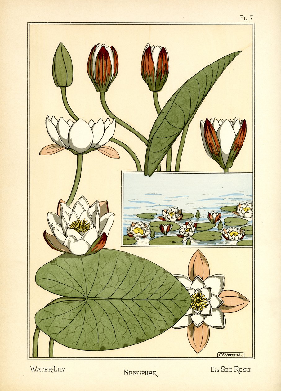 Lilia wodna (kolor lito) autorstwa Maurice Pillard Verneuil