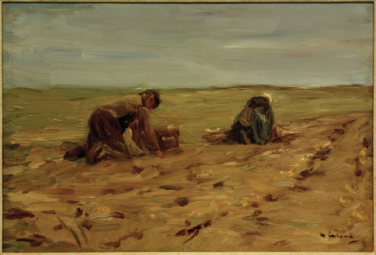 Zbiór ziemniaków na wydmach autorstwa Max Liebermann
