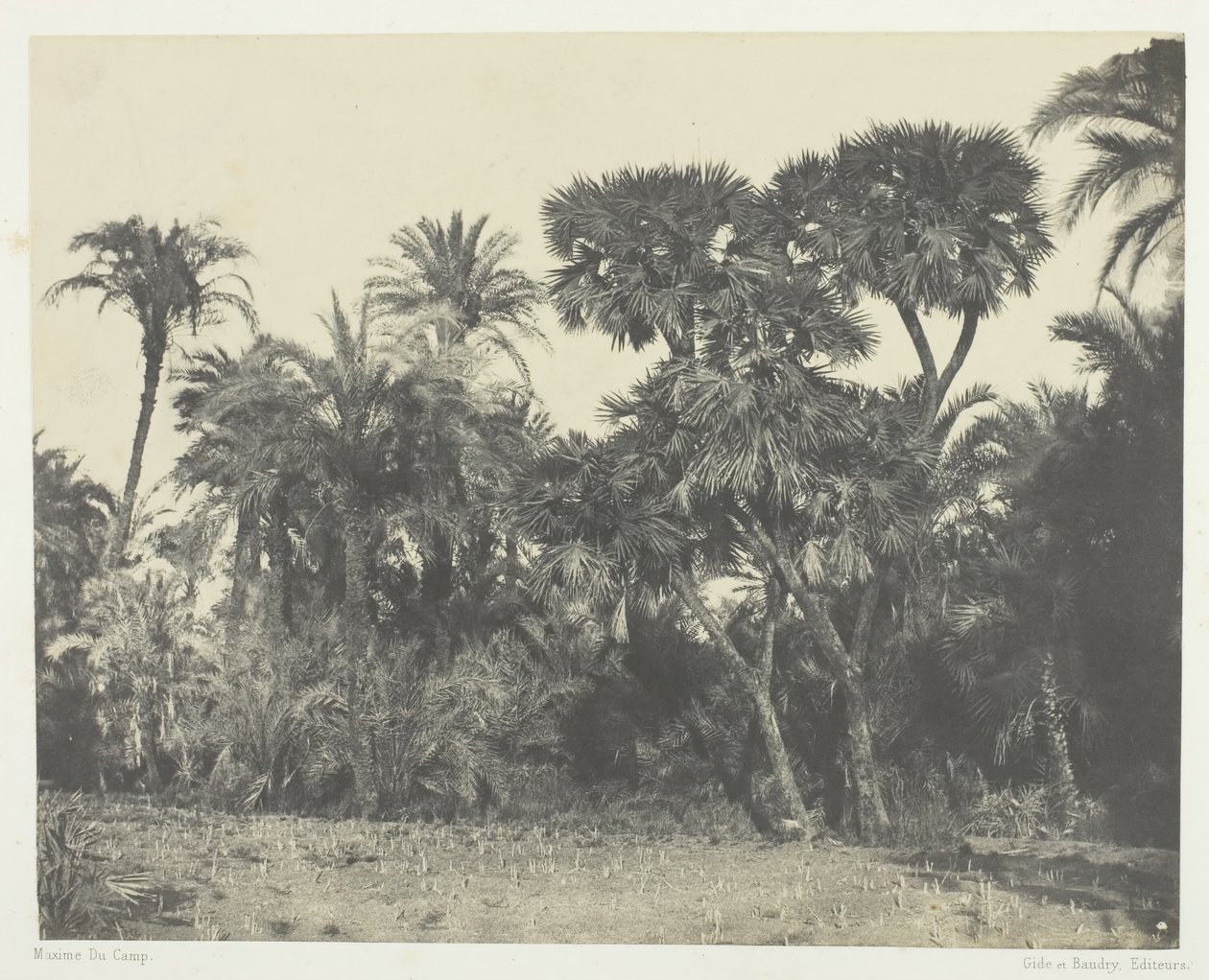 Drzewo palm daktylowych i palm Doums, Górny Egipt, 184951, wydrukowany w 1852 roku. autorstwa Maxime Du Camp