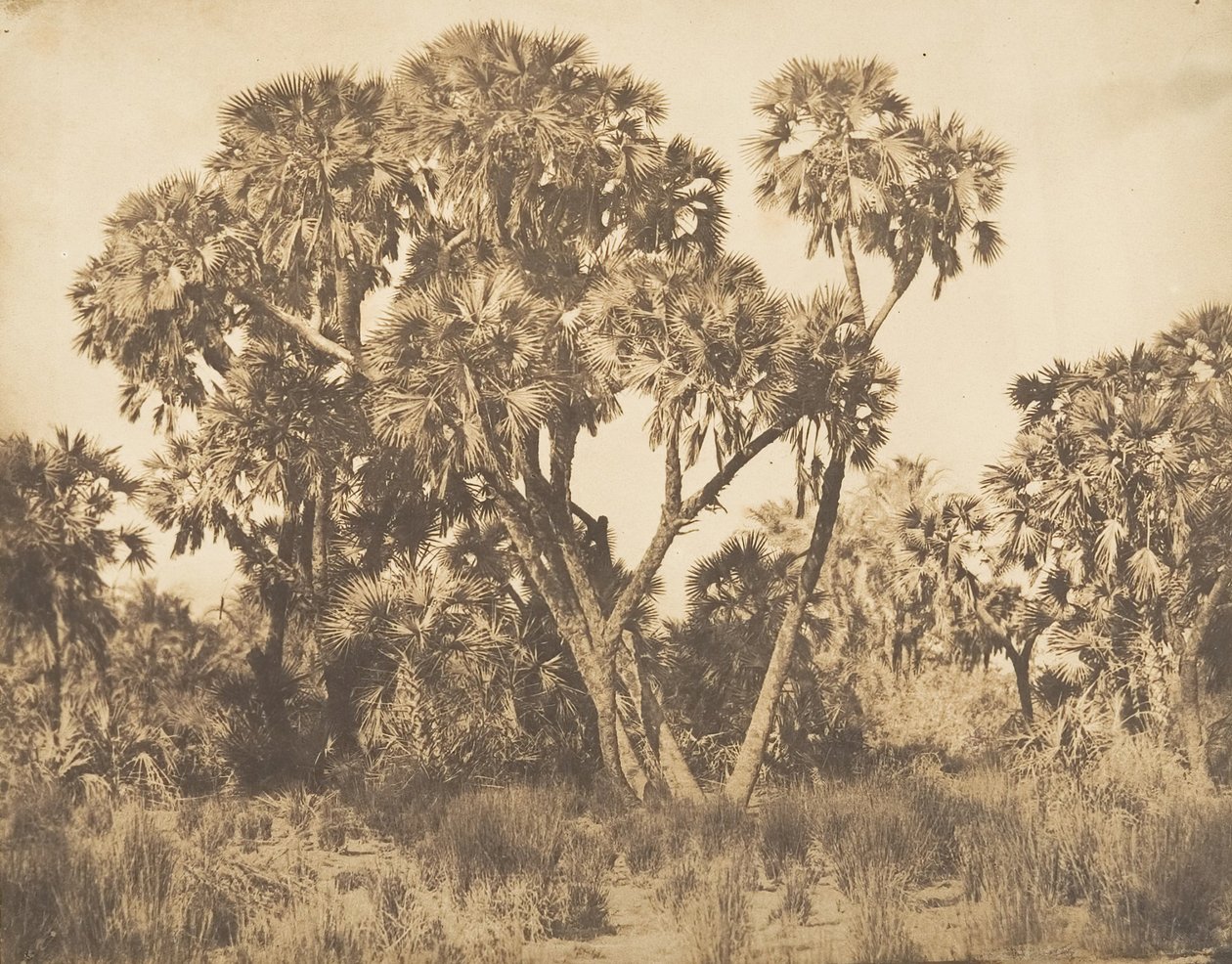 Doum Palms w Hamarneh, 1849-50. autorstwa Maxime Du Camp