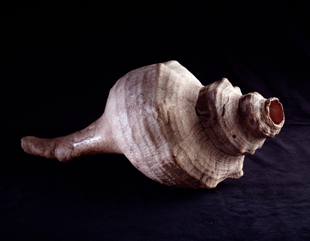 Sztuka przedkolumbijska, cywilizacja Majów, okres klasyczny: muszla używana jako instrument muzyczny (trąbka). z Uaxactun w Gwatemali. Ciemny. 19,2x41,5 cm Gwatemala, Museo Nazionale di Archeologia e Etnologia - Sztuka prekolumbijska, Cywilizacja Majów, Pe autorstwa Mayan Mayan