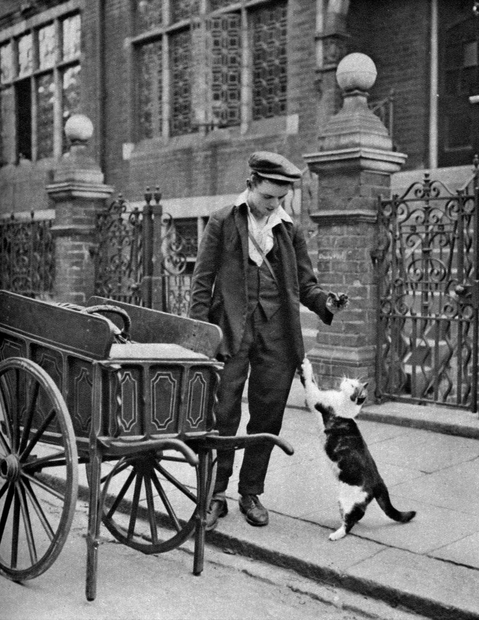 Cats meat man, Londyn, 1926-1927 autorstwa McLeish