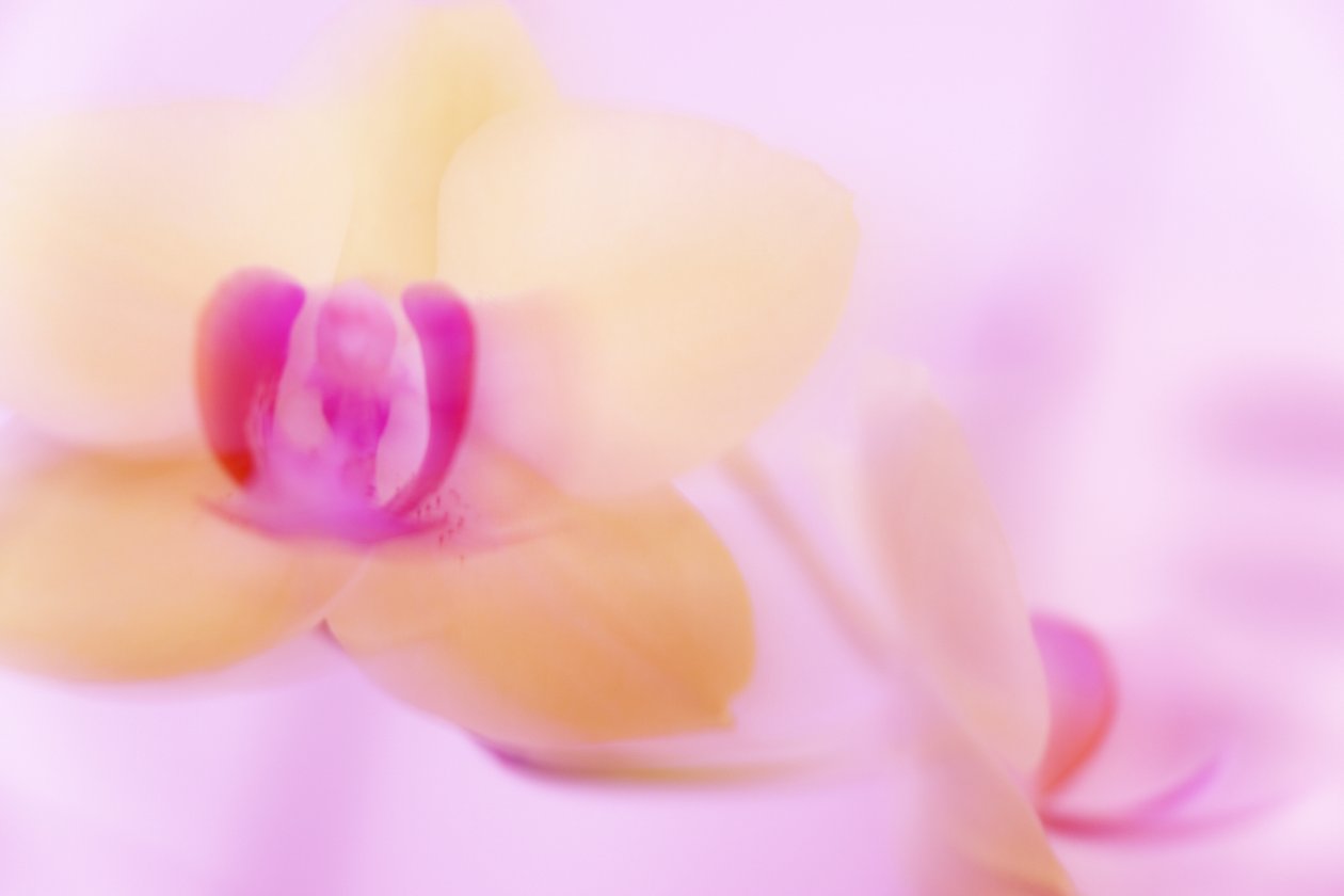 różowa orchidea autorstwa Melanie Hermine Lichterfeld