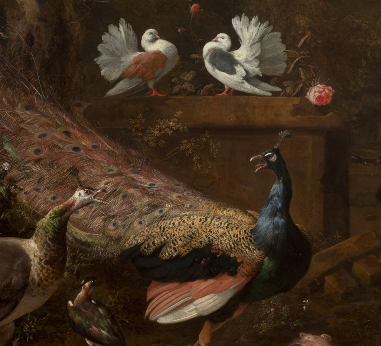 Detal z Menażerii, ok. 1680 autorstwa Melchior de Hondecoeter