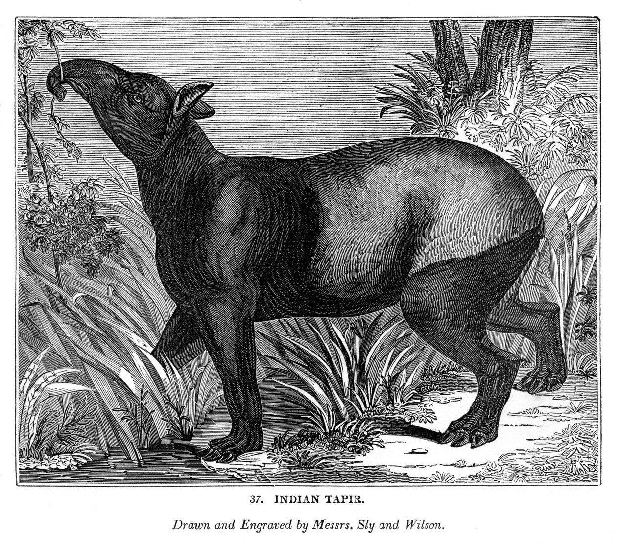 Tapir indyjski, 1843 autorstwa Messrs Sly and Wilson