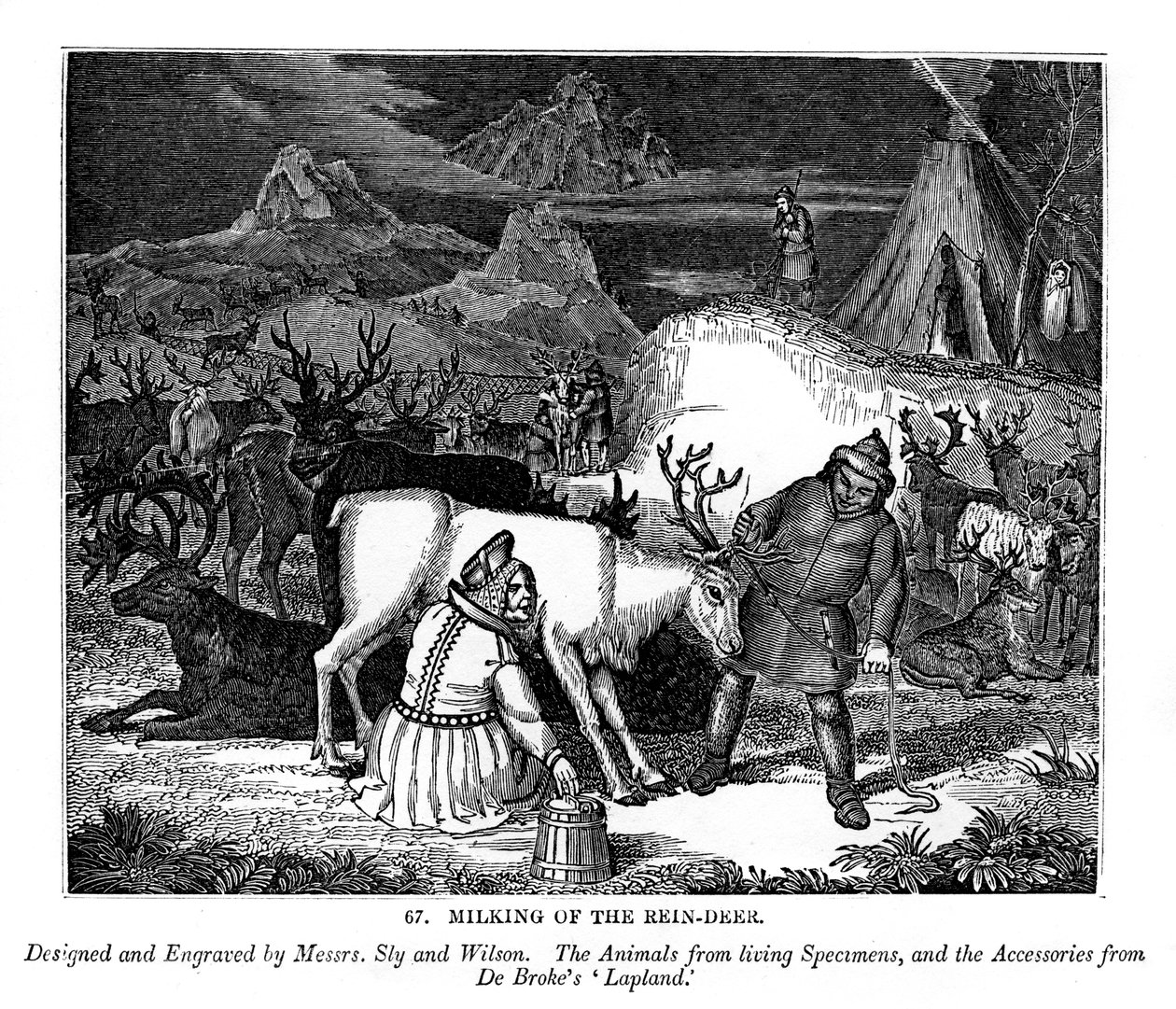 Dojenie renifera, 1843 autorstwa Messrs Sly and Wilson