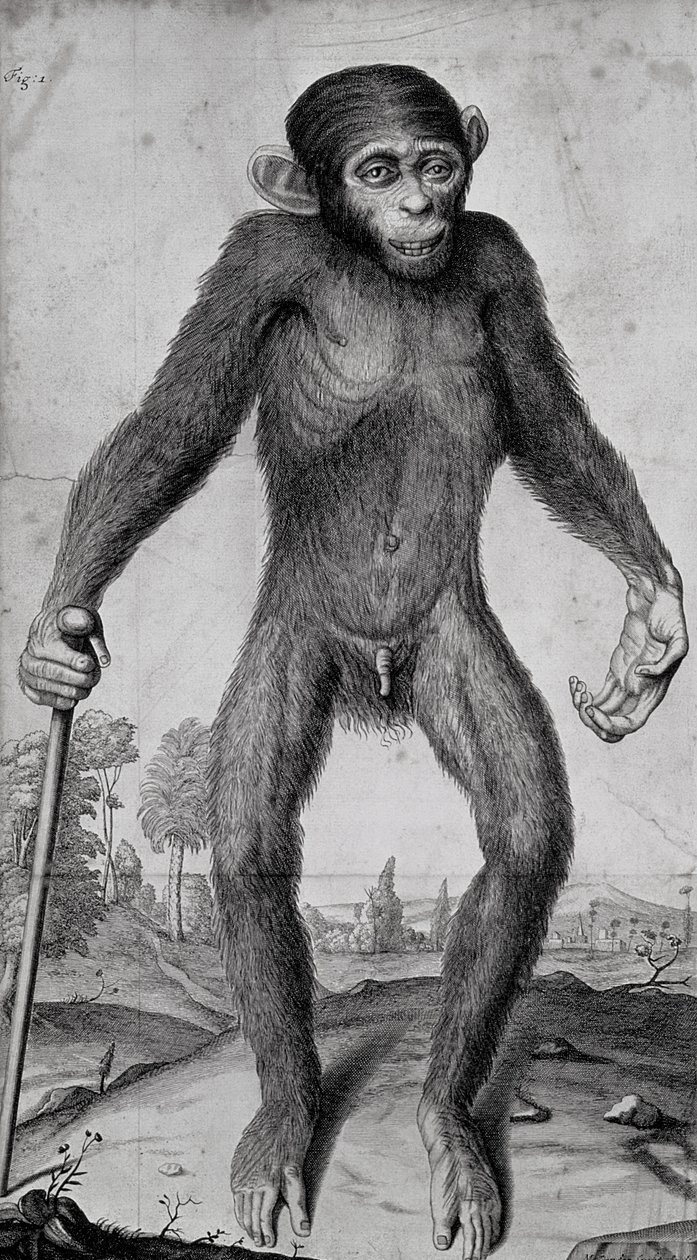 Szympans, 1699 autorstwa Michael van der Gucht