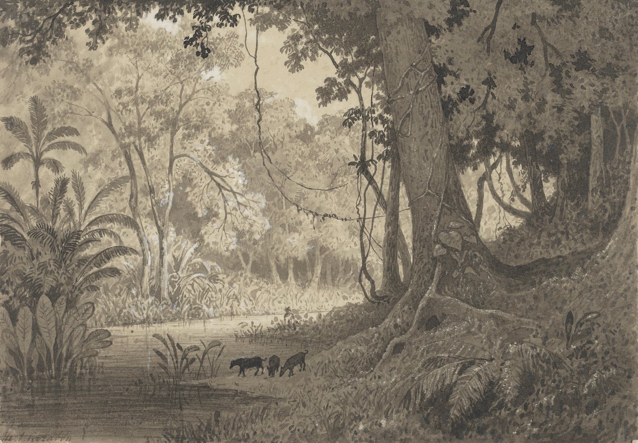 Sceneria leśna w pobliżu Tamany autorstwa Michel Jean Cazabon