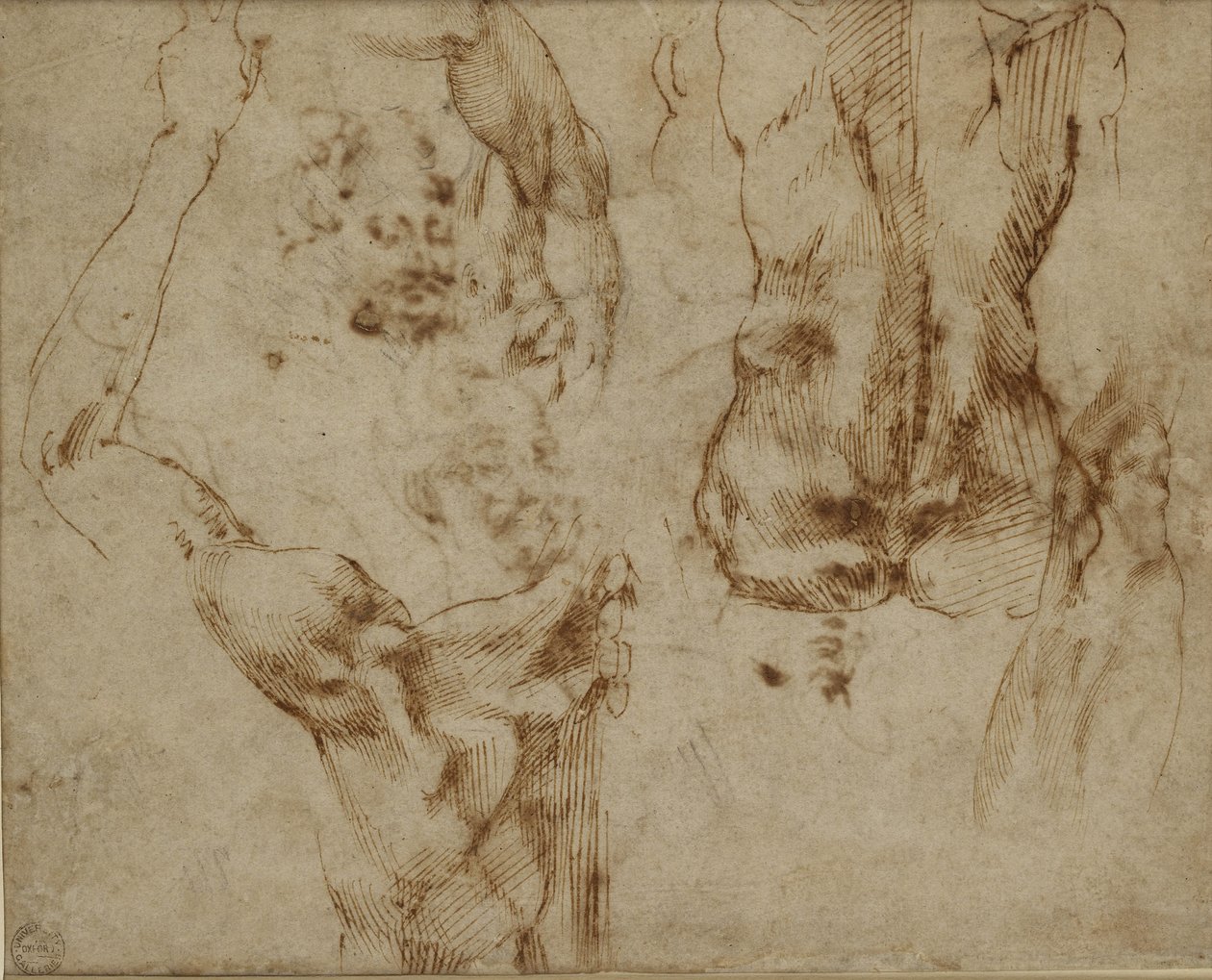 Studium pleców i ramion autorstwa Michelangelo Buonarroti