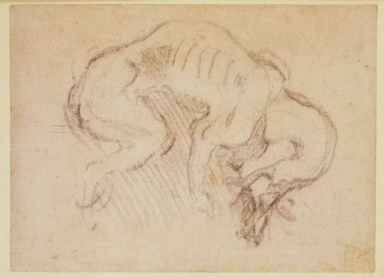 Studium psa (węgiel na papierze) (recto) autorstwa Michelangelo Buonarroti