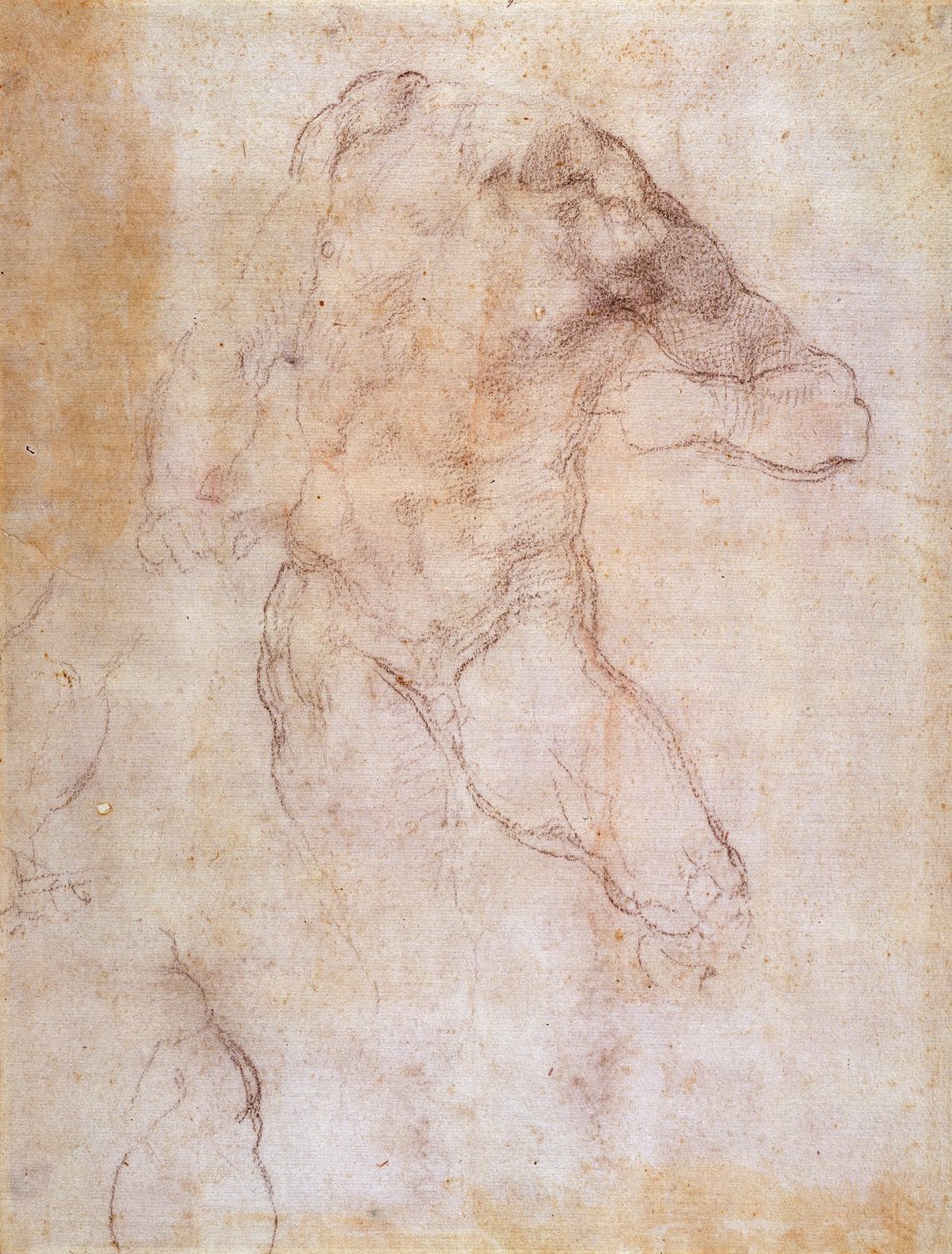 Studium aktu męskiego autorstwa Michelangelo Buonarroti