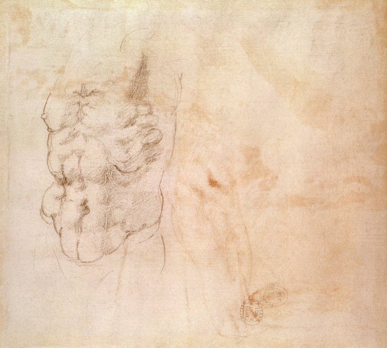 Studium tułowia (czerwona i czarna kreda na papierze) autorstwa Michelangelo Buonarroti