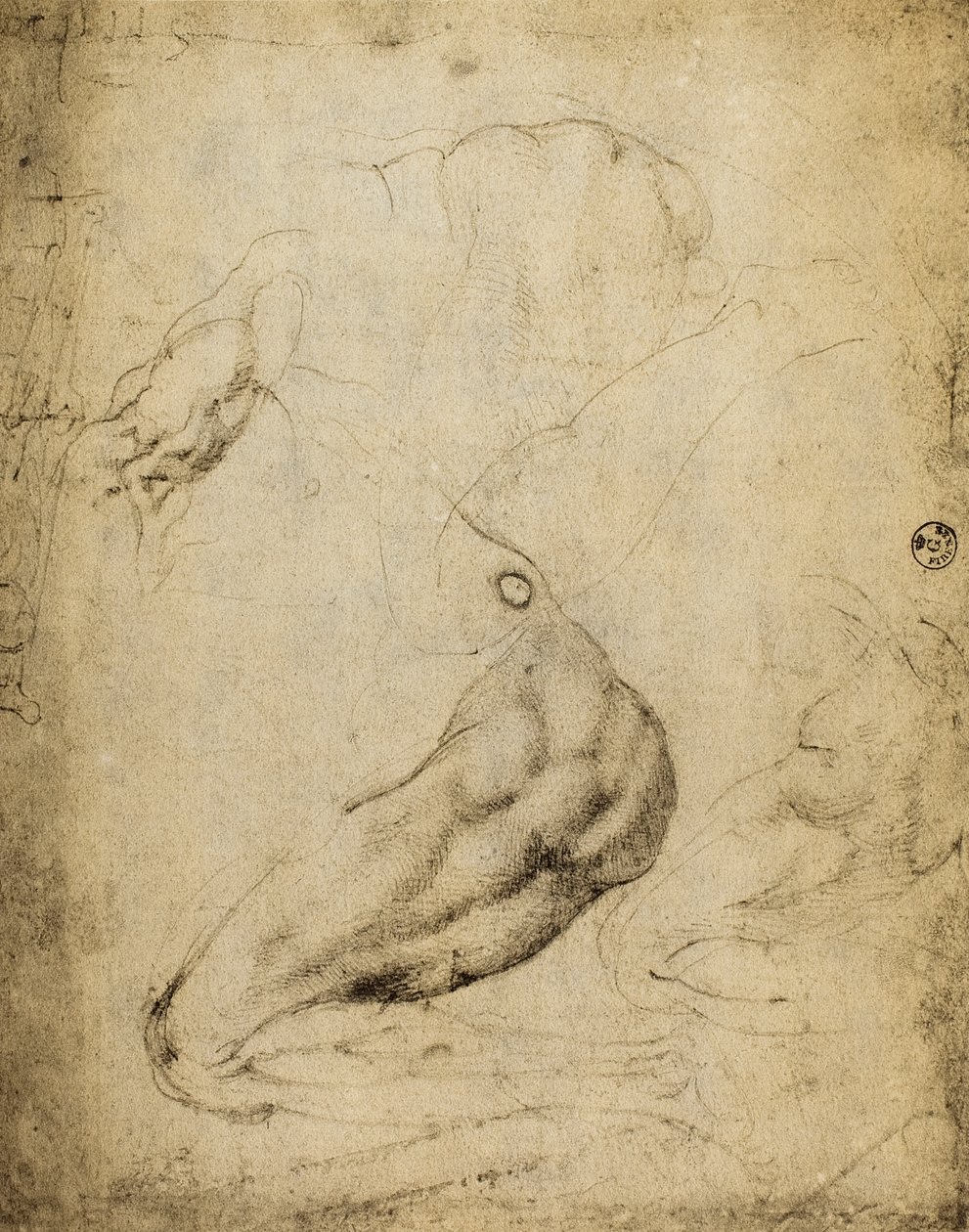 Studium anatomiczne: rysunek Michała Anioła zachowany w Sali Rysunków i Grafiki, Galeria Uffizi, Florencja. autorstwa Michelangelo Buonarroti