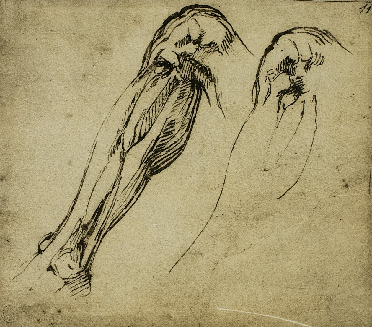 Studia anatomiczne nogi, rysunek Michała Anioła. Casa Buonarroti, Florencja autorstwa Michelangelo Buonarroti