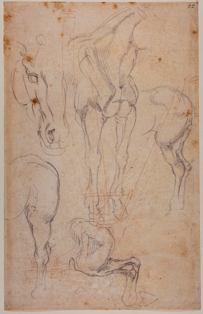 Badania anatomiczne konia autorstwa Michelangelo Buonarroti