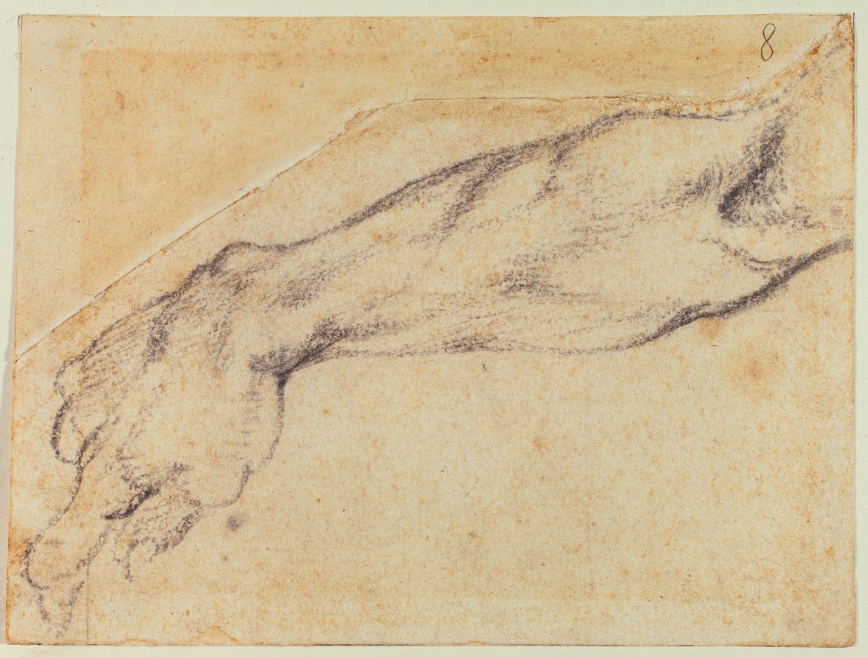 Studium ramienia dla figury sykstyńskiej autorstwa Michelangelo Buonarroti