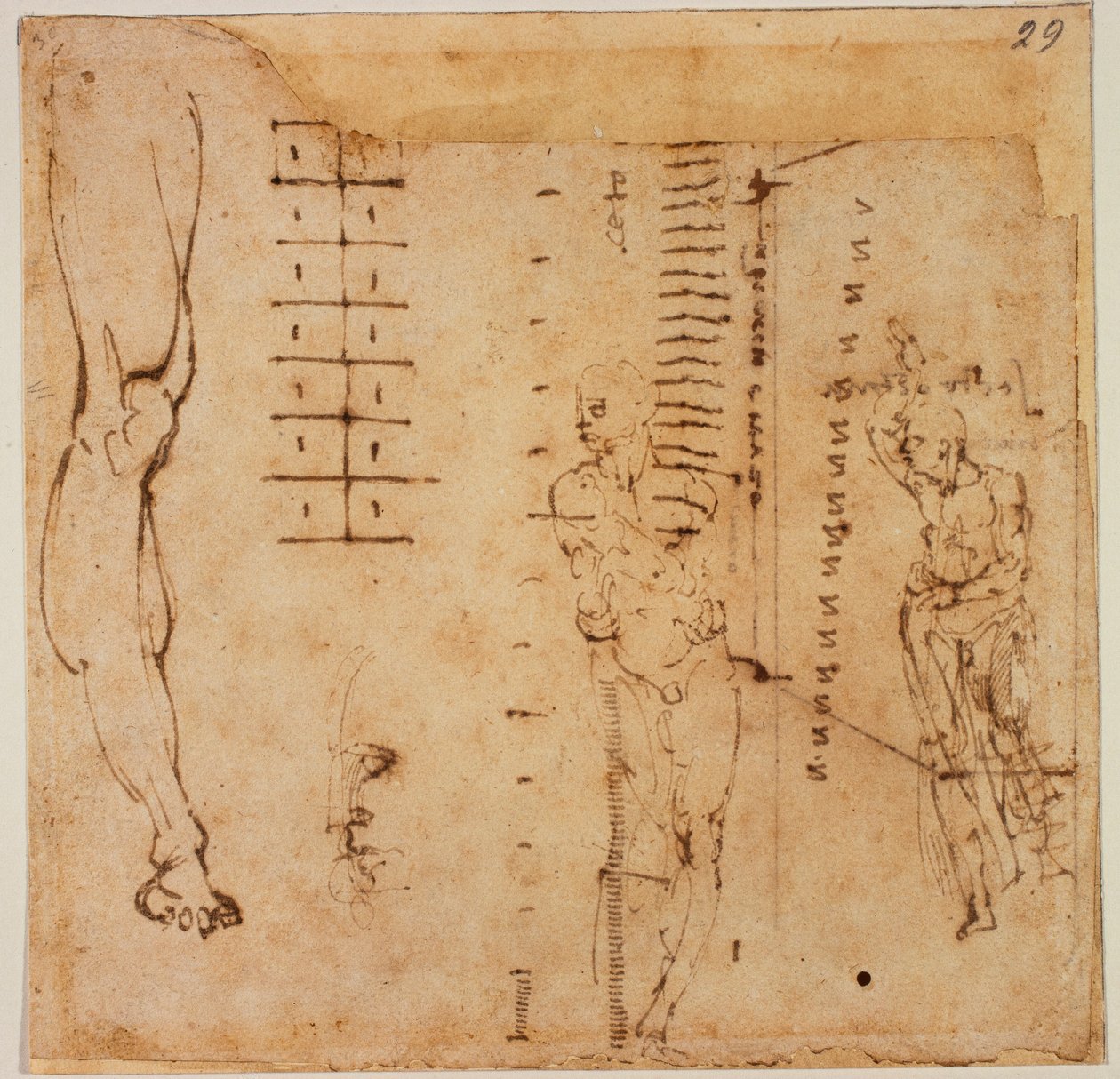 Badania rysunkowe autorstwa Michelangelo Buonarroti