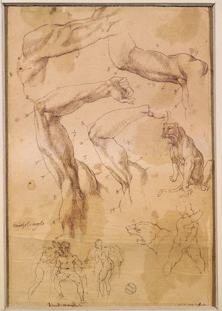Pani H 184 k.202 Badania uniesionych ramion, żbika i grupy postaci autorstwa Michelangelo Buonarroti