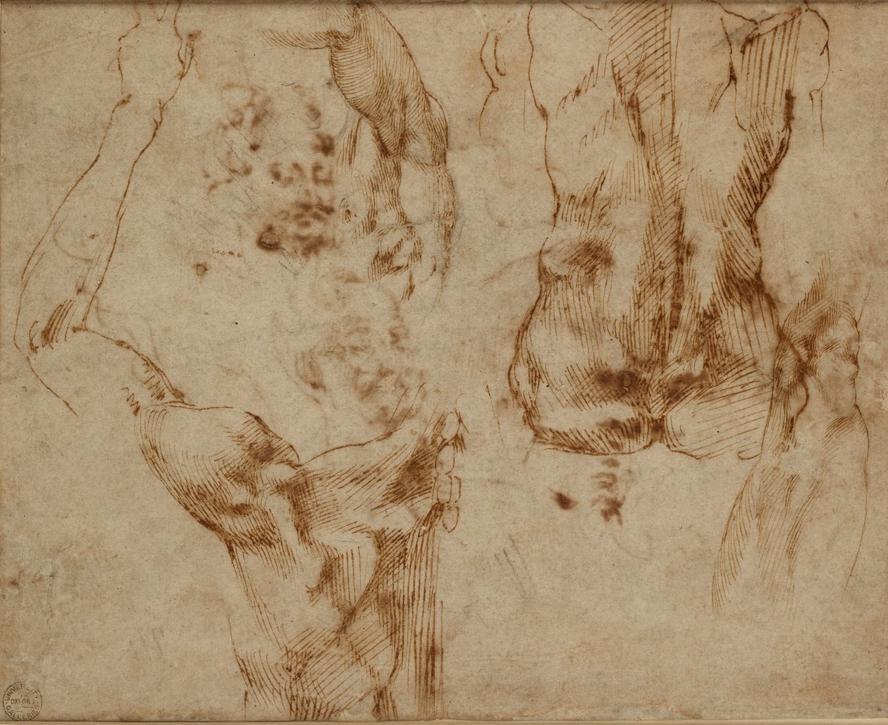 Studia aktowe, c1490-1560 autorstwa Michelangelo Buonarroti