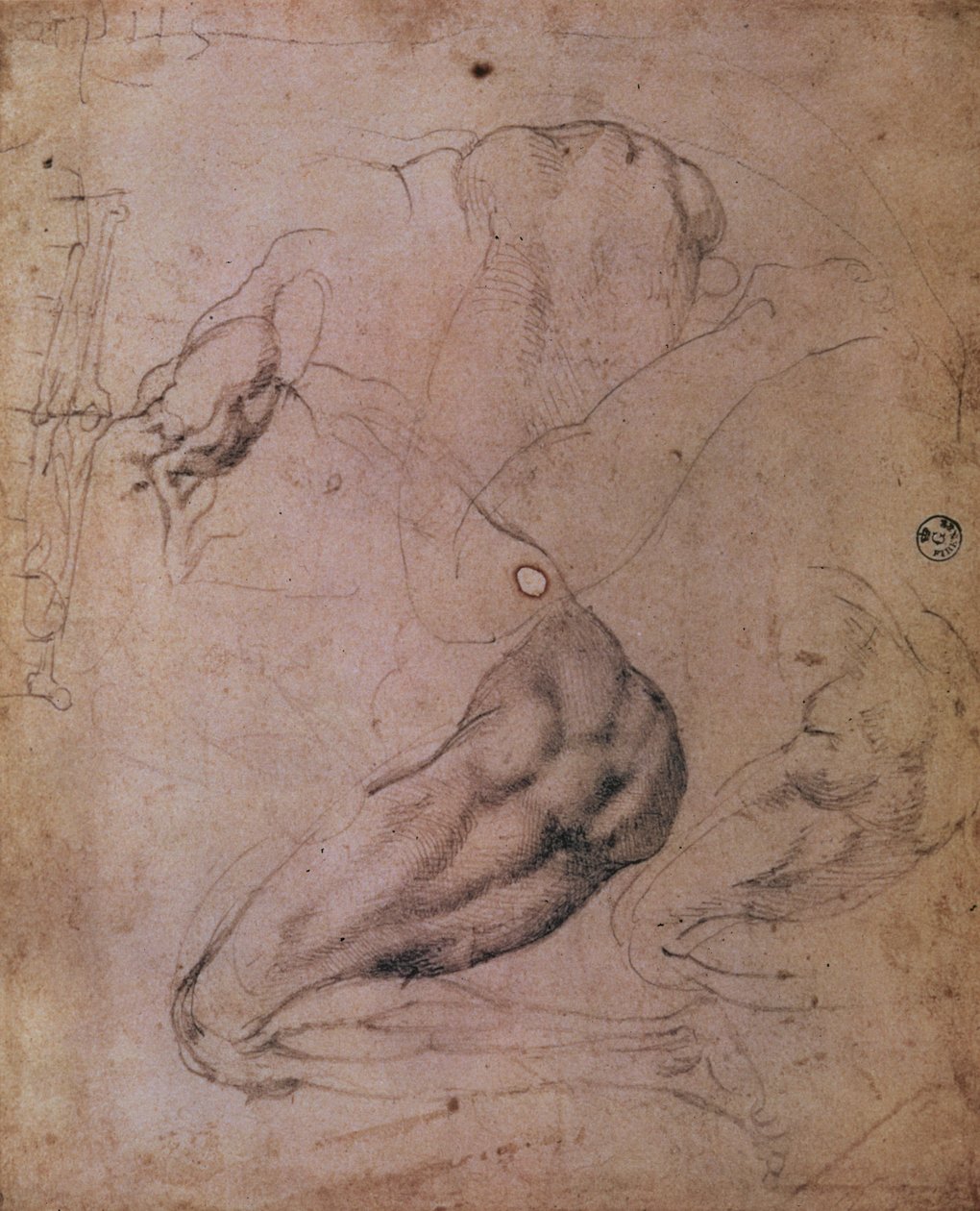 Sufit Kaplicy Sykstyńskiej (1508-12): szkice postaci Ewy ze sceny Grzechu Pierworodnego (węgiel na papierze) autorstwa Michelangelo Buonarroti