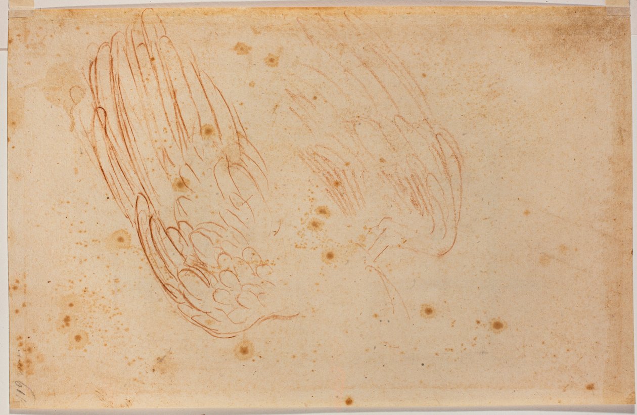 Szkic orła autorstwa Michelangelo Buonarroti