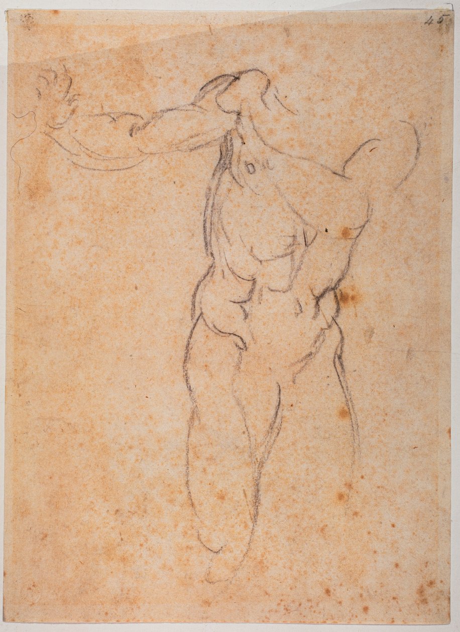 Studium dla Adama z "Wygnania z Pardiso" w Kaplicy Sykstyńskiej autorstwa Michelangelo Buonarroti