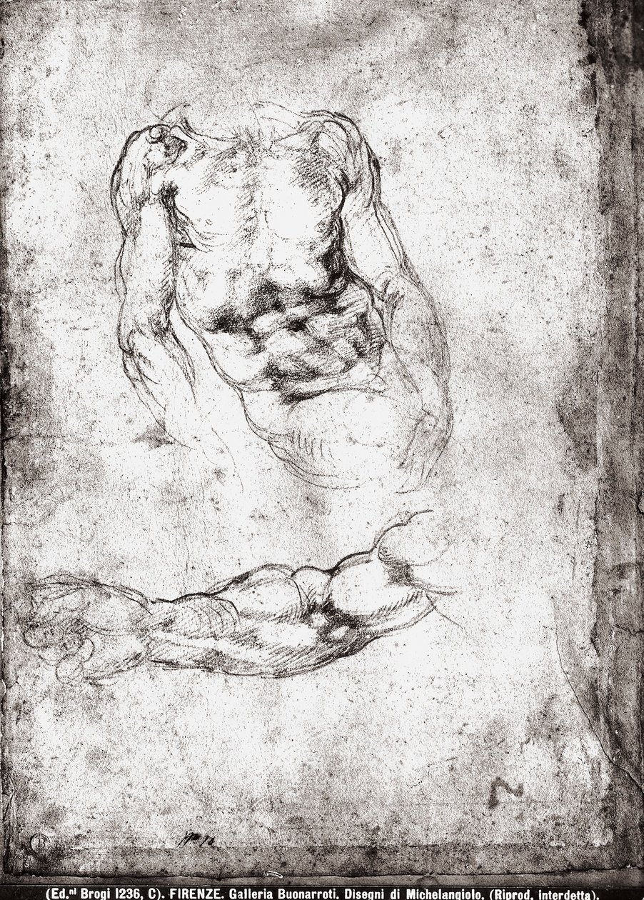 Badanie męskiego tułowia i ramienia autorstwa Michelangelo Buonarroti