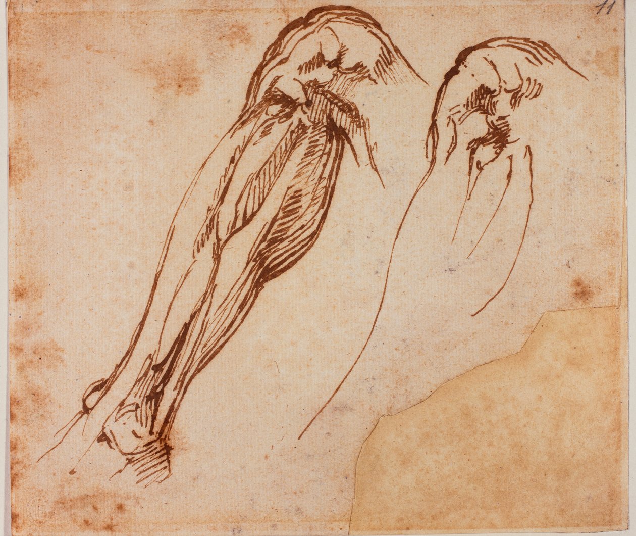 Badania dwóch nóg autorstwa Michelangelo Buonarroti