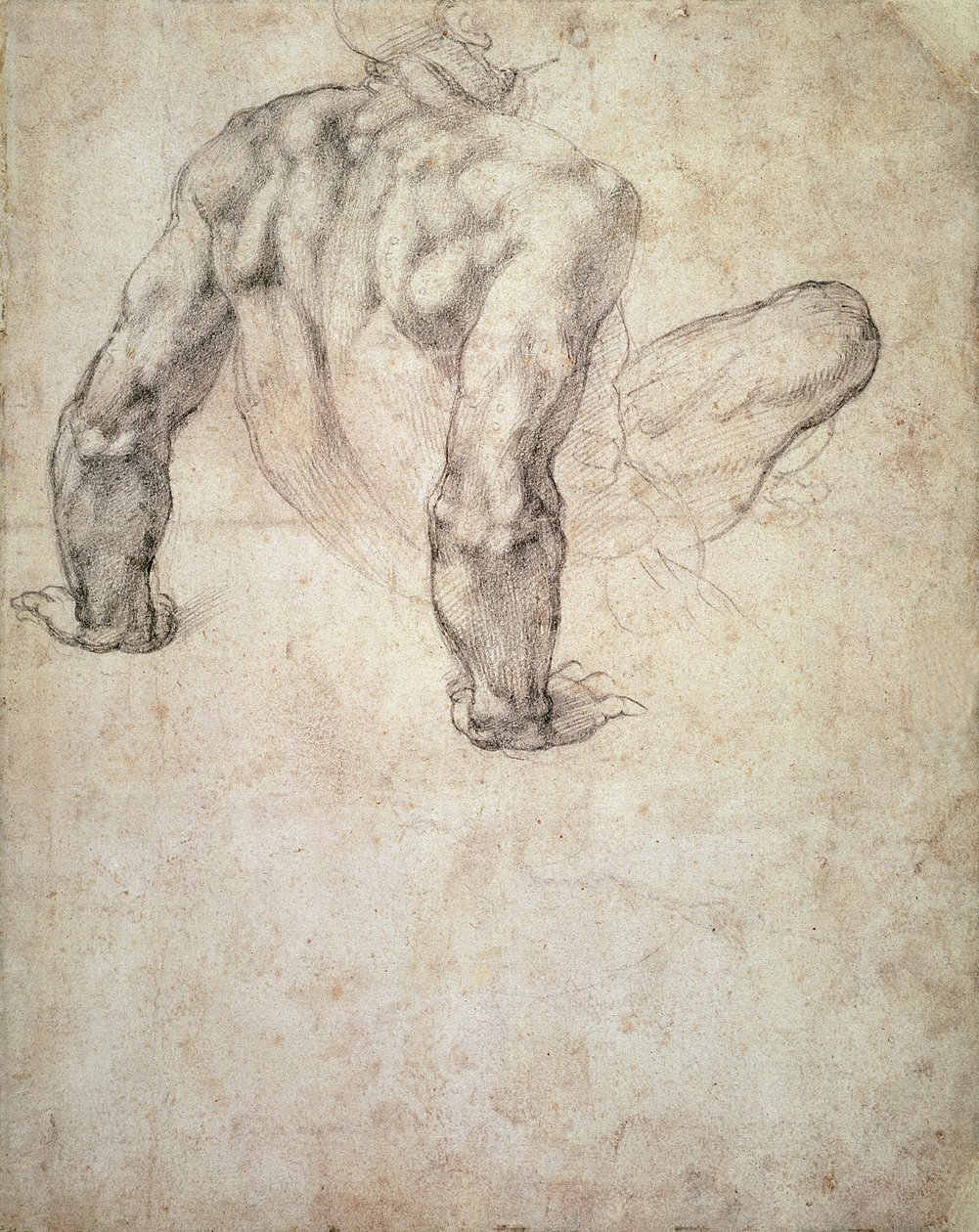 W.63r Studium aktu męskiego, opartego na rękach autorstwa Michelangelo Buonarroti