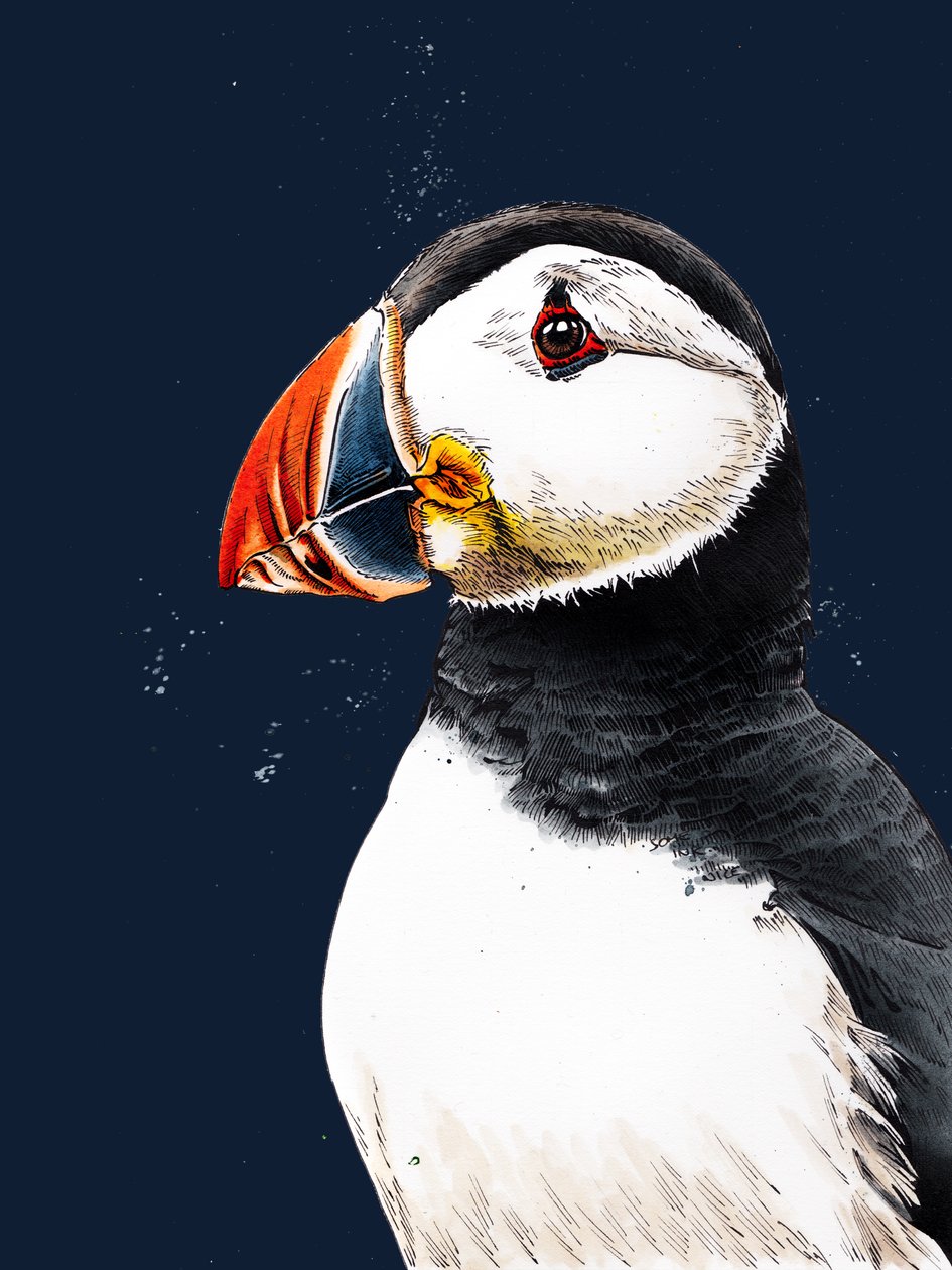Clive The Puffin na Midnight Blue, 2020 autorstwa Mike Davis