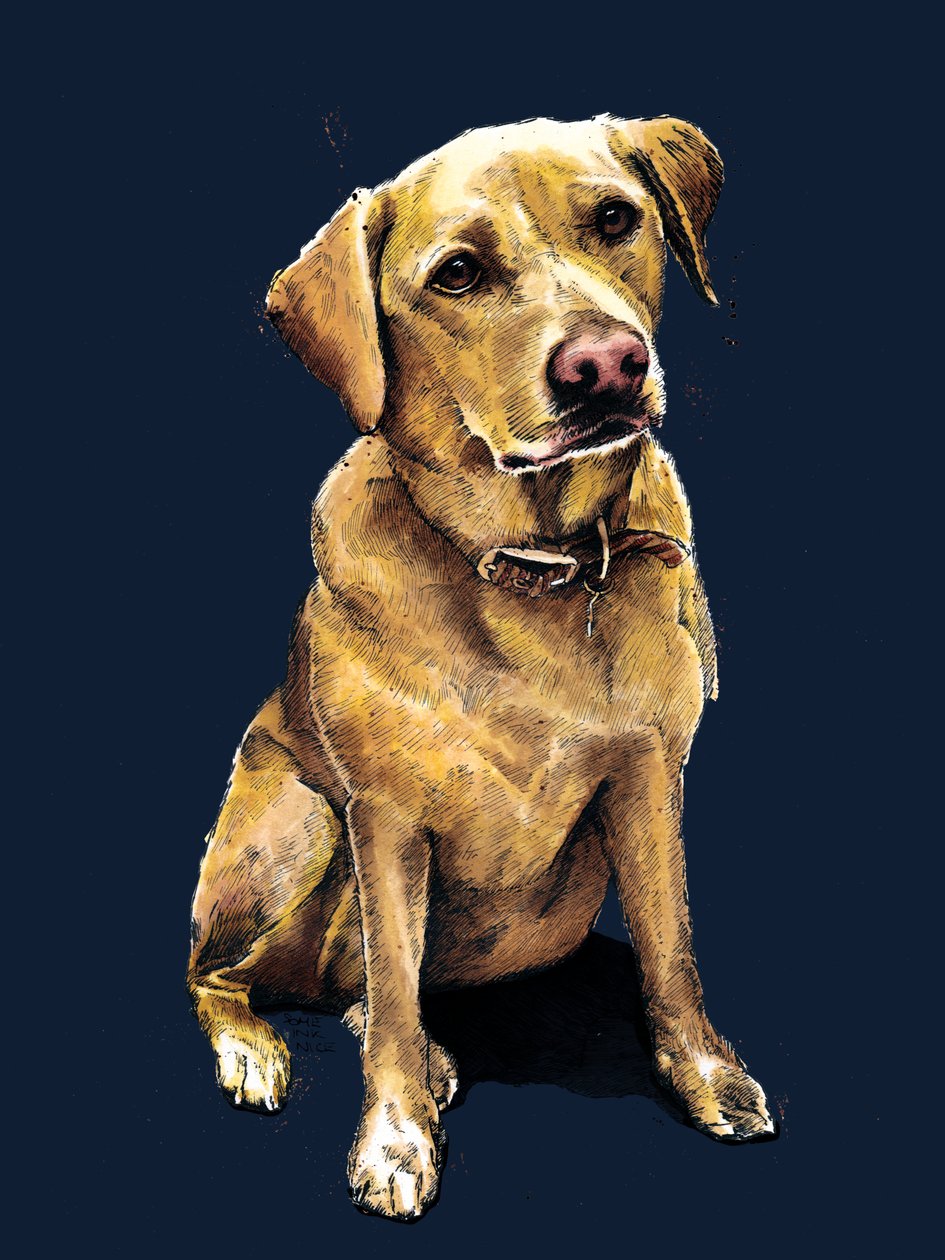 Daisy Labrador na Midnight Blue, 2020 autorstwa Mike Davis