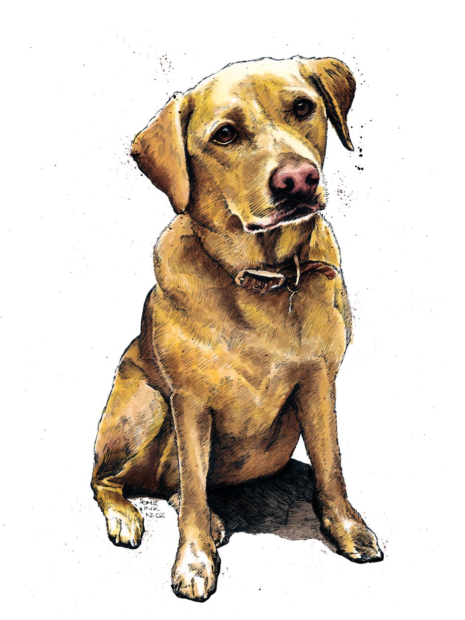 Daisy Labrador na białym, 2020 autorstwa Mike Davis
