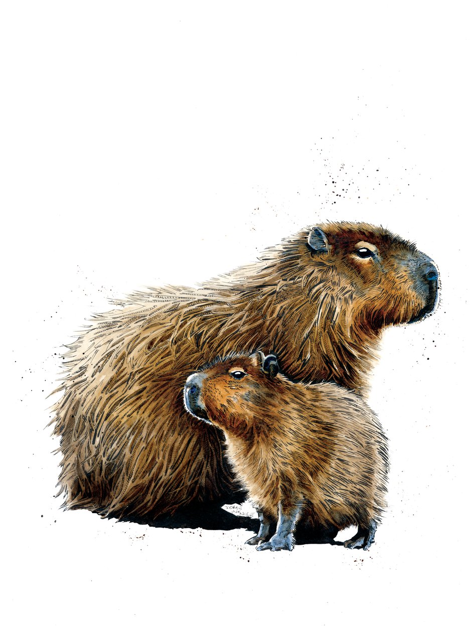 Kapibary na białym, 2019 autorstwa Mike Davis